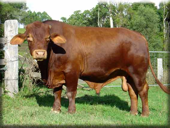 Click on image to view large photo 223KB of Halcyon Denzel