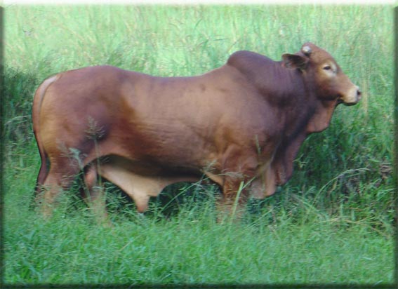 Click on image to view large photo 248KB of Mountjoy Saxby