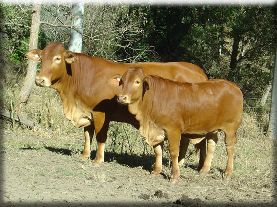 Click on image to view large photo 256KB of Parawanga Corella
