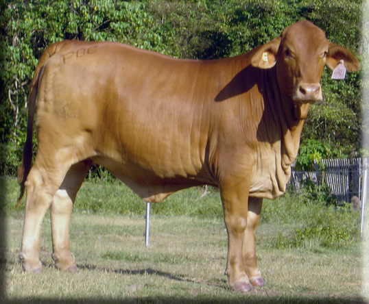 Click on image to view large photo 232KB of Parawanga Flyer 609