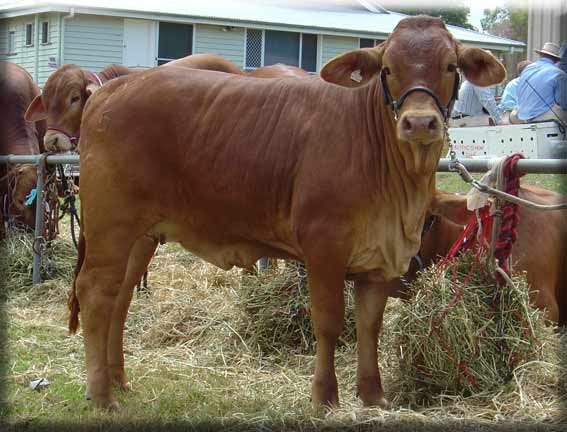 Click on image to view large photo 256KB of Parawanga Roma