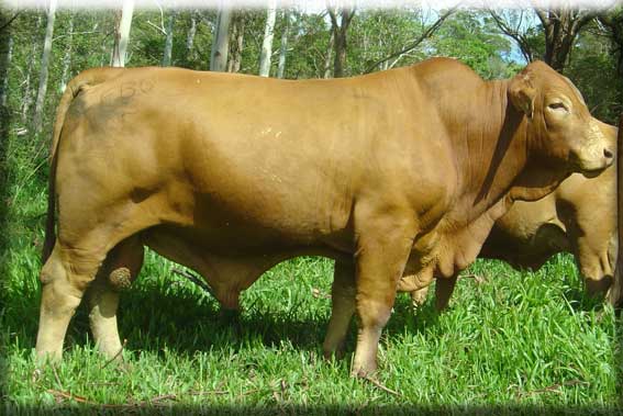 Parawanga Downunder 2