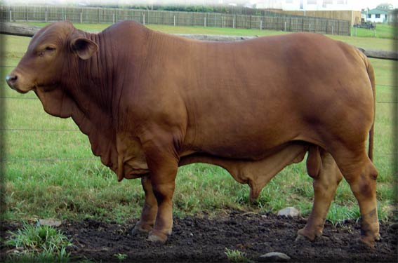 Click on image to view large photo 248KB of Parawanga Anzac Legend