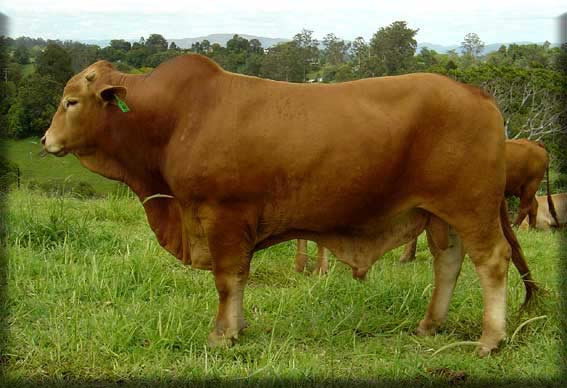 Click on image to view large photo 223KB of Argo