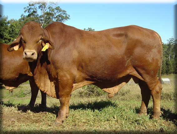 Click on image to view large photo 248KB of Billabong Neon