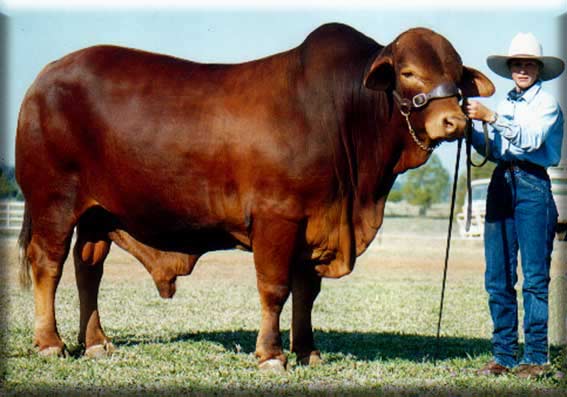 Click on image to view large photo 223KB of Cungelella High Flyer