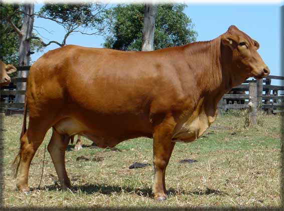 Click on image to view large photo 246KB of Parawanga Renita